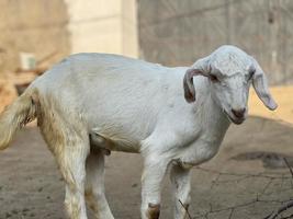 A goat looks at you and eating gross photo