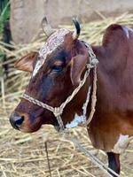 Dutch cow portrait photo