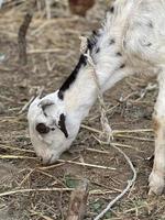 A goat looks at you and eating gross photo