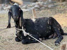 A goat looks at you and eating gross photo