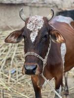 Dutch cow portrait photo