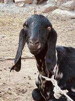 A goat looks at you and eating gross photo