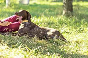 Portrait of a young blonde woman sitting, relaxing on the grass near a tree in the park with a hunting dog of the Kurz-Haar breed. summer time vacation photo