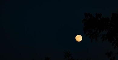 cream moon dark sky  black tree shadow photo