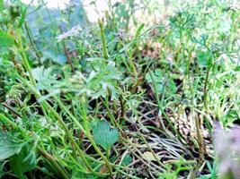 closup picture of green grass photo