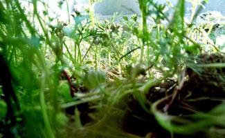 closup picture of green grass photo