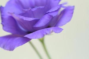 hermosa flor rosa púrpura de cerca foto