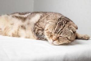 Adorable pregnant Scottish Fold cat has closed her eyes and is resting lying on the table against the background of the wall. photo