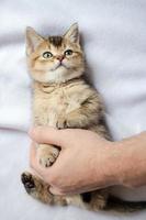 Pretty British kitten lies on the blanket and looks with interest at the owner, who gently hugs him with his hand. photo