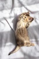 Cute British kitten lies on a blanket and licks its fur with its tongue, it washes before going to bed in the sun. Top view. photo