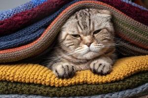 el pliegue escocés del gato triste se sienta en una pila de bufandas tejidas multicolores. preparándose para el clima frío. foto