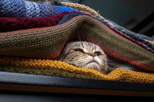 el gato escocés se escondió en un montón de bufandas tejidas multicolores. preparándose para el clima frío. foto