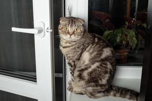 Cat sits on the windowsill by the pvc window, looks interested and breathes in the fresh evening air through the open balcony door. photo