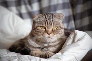 la gata scottish fold yace sobre una manta, está muy descontenta de que se le impida dormir y mira con enojo a la cámara. foto