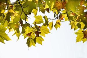 Yellowing autumn leaves on a tree form a frame against a white background with room for text photo