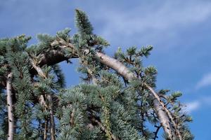 Close-up of the branches of a conifer. The needles are bluish green. The sky in the background is covered with clouds. photo