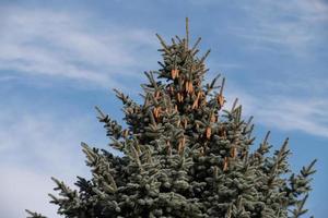 The top of a coniferous tree with cones hanging from it, against a blue sky covered with white clouds. photo