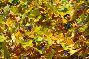 Background and texture of the foliage of a tree that has turned golden in autumn. photo