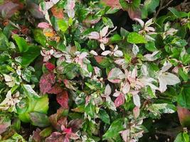 Colorful leaves in the garden photo