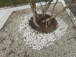 Rock under the flower photo