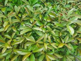 Fresh green flower background in the garden photo