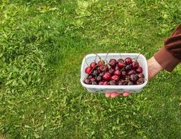 The hand holds fresh cherries in a container. Fresh harvest of berries on a background of green grass. photo