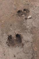 cow footprint on the sand