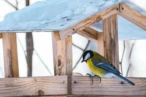 Carbonero común comiendo semillas de un comedero de madera casero. foto