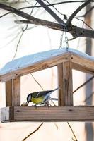 Garden bird Great Tit Parus Major eating from wooden feeder. photo