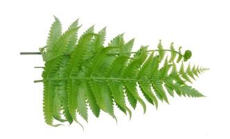 Green fern isolated on white background. photo