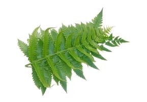 Green fern isolated on white background. photo