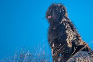 perro pastor bergamasco negro con fondo de cielo azul foto