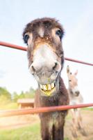 A smiling donkey with a green liquid mouth photo