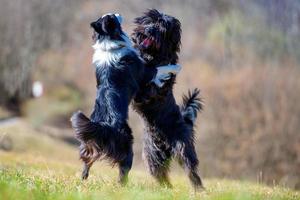 el pastor de bergamo y el border collie juegan juntos foto