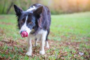 Border collie with tongue outside photo