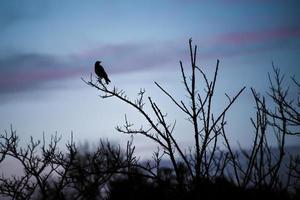 Black bird above branches photo