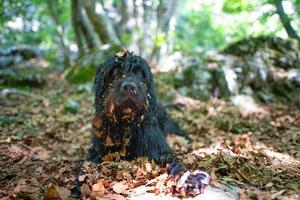 perro pastor de bergamo en el bosque con hojas foto