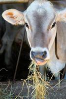 Cow eats hay photo