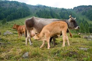 Calf sucks milk from the cow photo