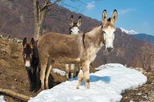 Donkeys in the mountains photo