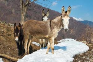 burros en las montañas foto