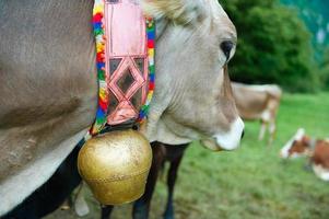 Cow with cowbell photo