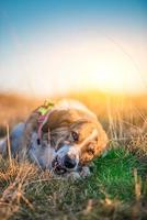 dog eating bone photo