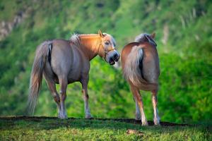 Horse and mare illuminated by the last sun on the Italian Alps photo