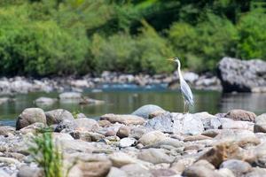 garza pestillo sobre las piedras en un río foto