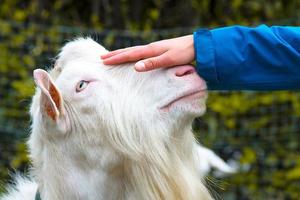 Hand caressing the head of a goat photo