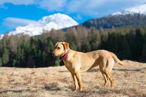 Labrador Retriever female walking in the mountains photo