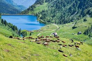 Mountain pasture with mixed breed cows in the Bergamo mountains photo