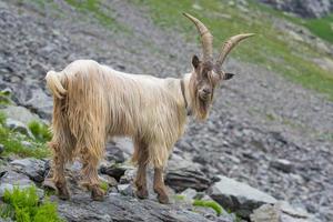 Mountain goat on the Italian alps photo