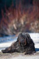 Mixed bergamasco shepherd dog in the sand photo